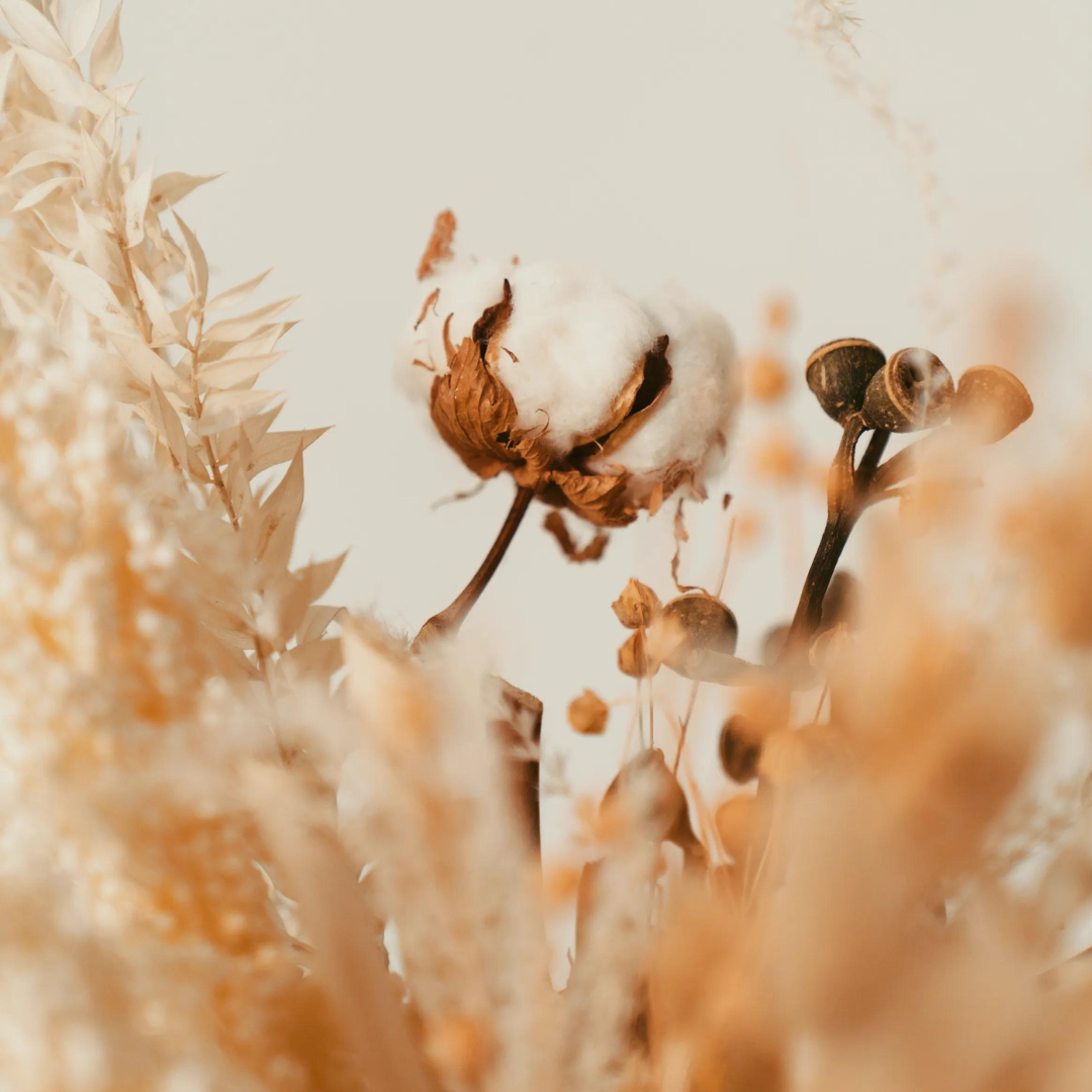 Should You Buy Clothes Made from Cotton? Everything you Need to Know.